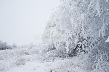 冬树采用指已提到的人雪