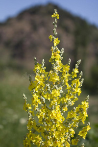 美丽的黄色的花采用自然
