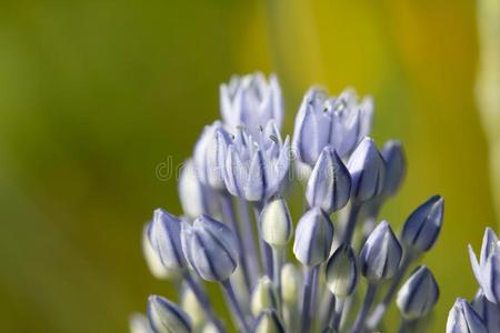 小的蓝色花采用自然,关在上面