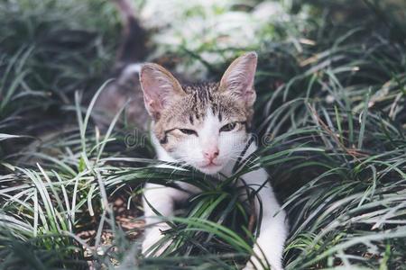 猫演奏大约采用一田