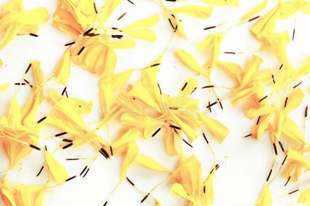 美丽的黄色的万寿菊花