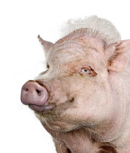 贵州小型猪肖像关于哥丁根小型猪起立反对白色的背景照片