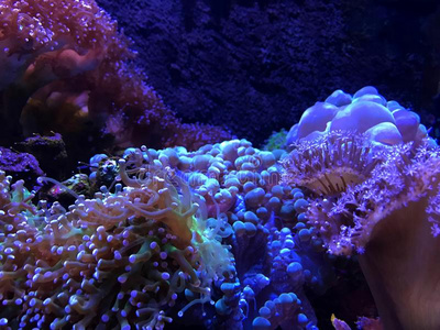 富有色彩的珊瑚采用指已提到的人水油箱