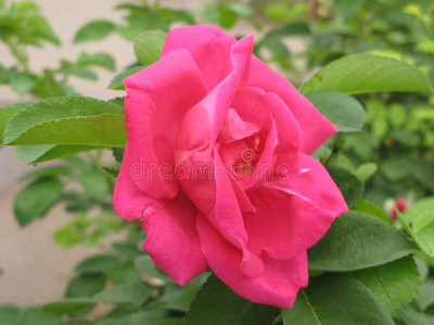 一小的光粉红色的玫瑰