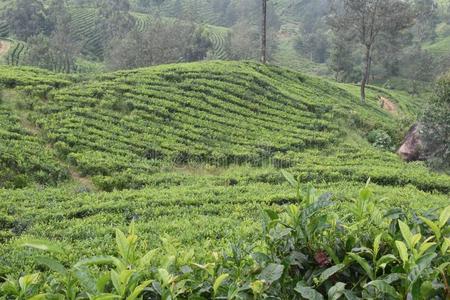 茶水园采用印度