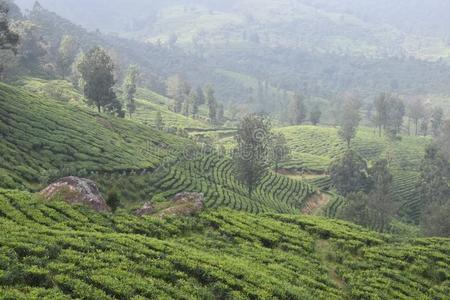 茶水园采用印度