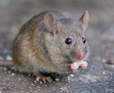 老鼠采用花园.照片