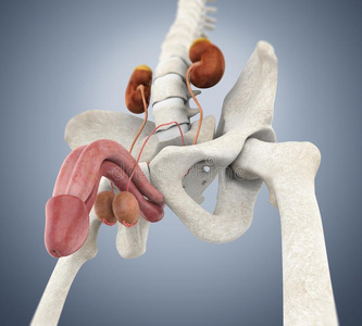 男性的泌尿生殖器的体系说明照片