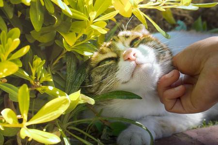 幸福的猫是be的三单形式爱抚经过温室