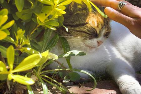 幸福的猫是be的三单形式爱抚经过温室