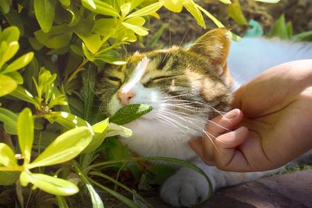 幸福的猫是be的三单形式爱抚经过温室
