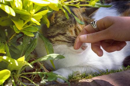 幸福的猫是be的三单形式爱抚经过温室