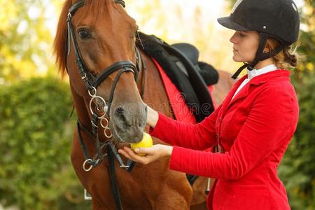 高加索苹果赛马骑师向喂养马和苹果照片