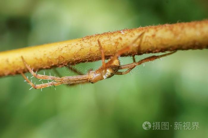 猞猁蜘蛛采用猫蛛科家庭