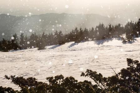 冬风景和冷杉树,雪花