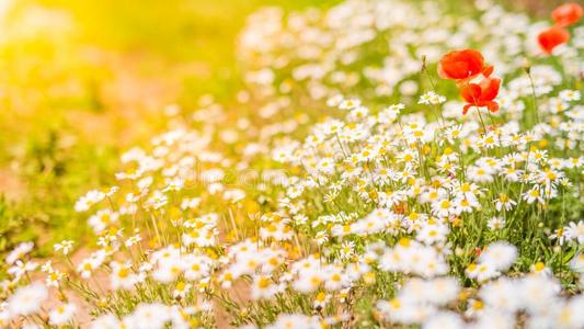 两朵花 (雏菊), 在黑暗的背景下, 阳光照射在草地上.自然背景.