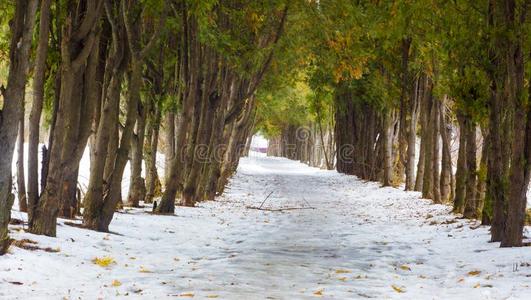 雪大量的公园胡同和一隧道关于thuj一