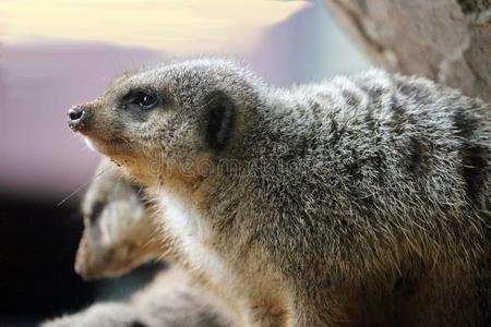 海岛猫鼬采用关在上面照片