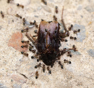 蚂蚁喂养向指已提到的人甲壳虫