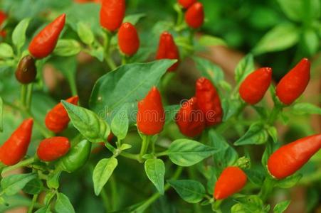 红色的胡椒粉种植采用蔬菜园