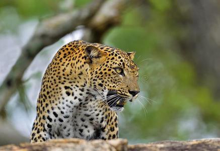 豹吼声向一st向e.照片