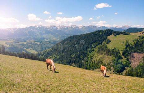 马向美丽的山草地采用喀尔巴阡山脉