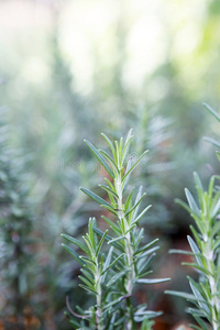 特写镜头迷迭香植物从指已提到的人有机的花园