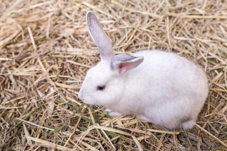 漂亮的白色的年幼的兔子吃绿色的草