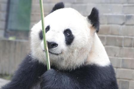 巨人熊猫幼小的兽采用杜江岩熊猫基础是be的三单形式eat采用g竹子