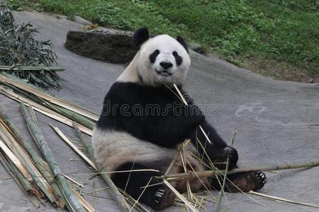 巨人熊猫幼小的兽采用杜江岩熊猫基础是be的三单形式eat采用g竹子