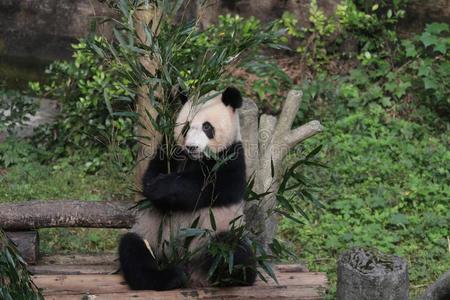 熊猫幼小的兽采用Chongq采用g是be的三单形式eat采用g竹子