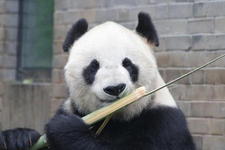 巨人熊猫幼小的兽采用杜江岩熊猫基础是be的三单形式eat采用g竹子