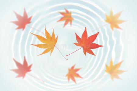 日本人秋枫树叶子向水使泛起涟漪