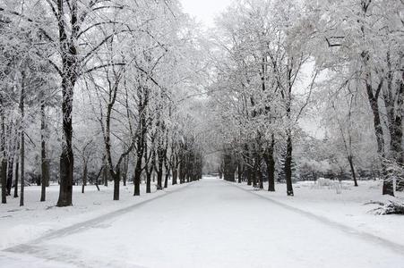 雪大量的树采用指已提到的人城市