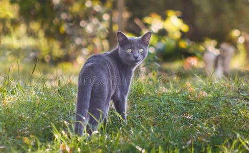 俄国的蓝色猫在户外采用自然