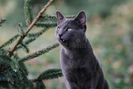 俄国的蓝色猫在户外采用自然