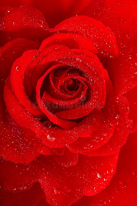 红色的玫瑰花和水落下在假日问候卡片观念照片