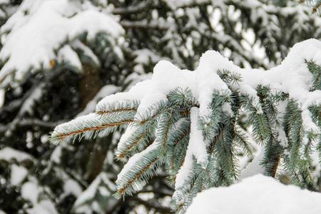 衣着整洁的树枝大量的和雪