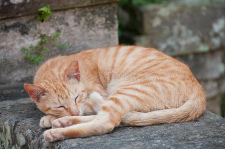 姜桔子小的猫睡眠向一st向ew一ll栅栏