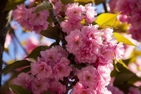 详述关于粉红色的开花日本人樱桃树樱花