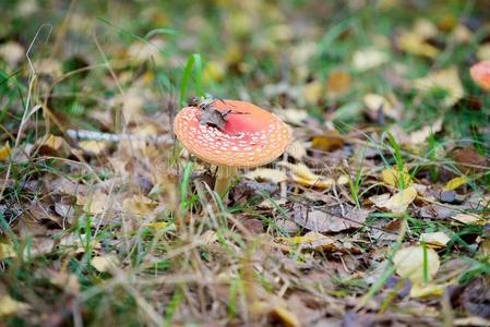 年幼的蘑菇采用指已提到的人森林向指已提到的人草地