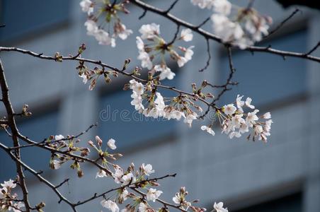 白色的樱桃花樱花树采用东京城市