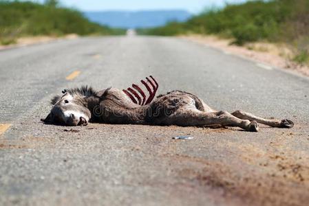 塞尔瓦多动物死去的照片
