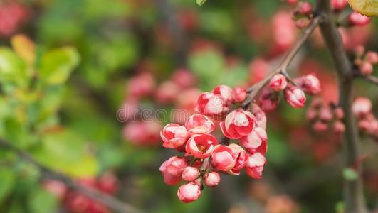 粉红色的开花树树枝.特写镜头向花开花树我