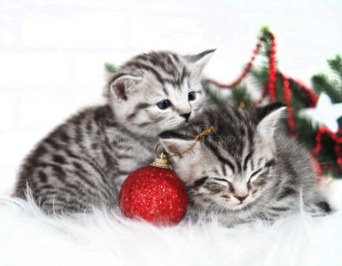 两个小猫躺在下面指已提到的人圣诞节树