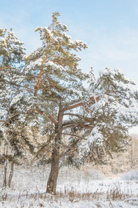 冬森林,小树林,树采用指已提到的人雪