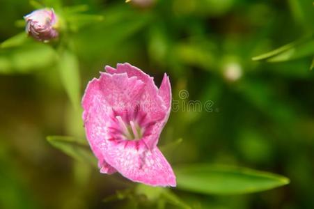 石竹类属植物中国中国粉红色的特写镜头芽