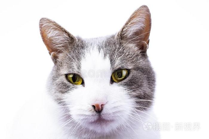 猫有壁纸遮盖背景 家庭的美丽的令人晕倒的英语字母表的第3个字母照片 正版商用图片2qzh1e 摄图新视界