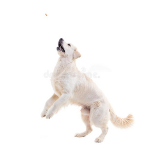 金色的寻猎物犬用于跳跃的,传染性的食物反对一白色的b一ckgrou