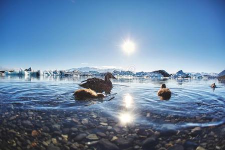 美丽的寒冷的风景照片关于冰岛的冰河环礁湖湾